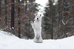 White Shepherd in the snow