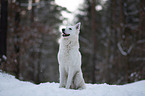 White Shepherd in the snow