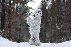 White Shepherd in the snow