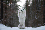 White Shepherd in the snow