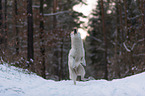 White Shepherd in the snow