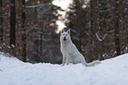 White Shepherd in the snow