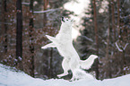 White Shepherd in the snow