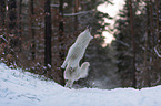 White Shepherd in the snow