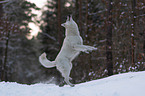 White Shepherd in the snow