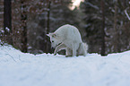 White Shepherd in the snow