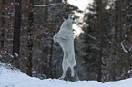 White Shepherd in the snow