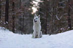 White Shepherd in the snow