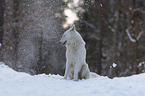 White Shepherd in the snow