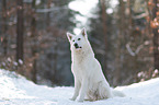 White Shepherd in the snow