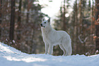 White Shepherd in the snow