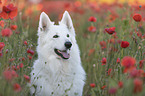 White Shepherd in the poppy field