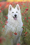 White Shepherd in the poppy field