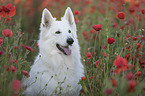 White Shepherd in the poppy field