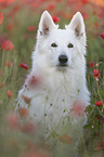 White Shepherd in the poppy field