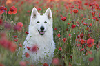 White Shepherd in the poppy field