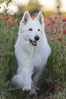 White Shepherd in the poppy field