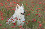 White Shepherd in the poppy field