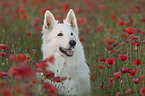 White Shepherd in the poppy field