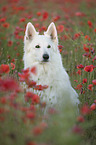 White Shepherd in the poppy field