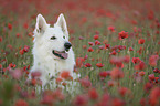 White Shepherd in the poppy field