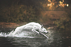 White Shepherd in the water
