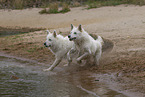 White Shepherd