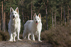 White Shepherd