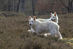 White Shepherd