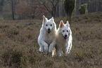 White Shepherd