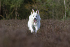 White Shepherd