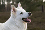 White Shepherd