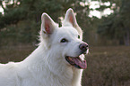 White Shepherd