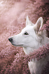 White Shepherd