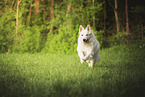 White Shepherd