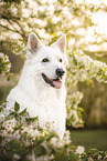 White Shepherd