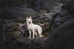White Shepherd