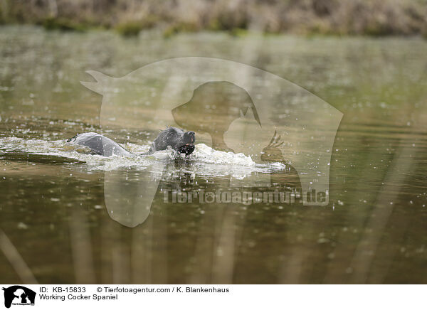 Working Cocker Spaniel / KB-15833