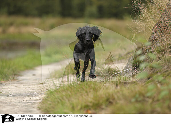 Working Cocker Spaniel / KB-15839