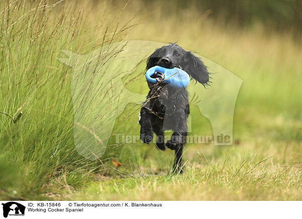 Working Cocker Spaniel / Working Cocker Spaniel / KB-15846
