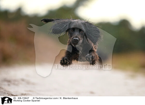 Working Cocker Spaniel / Working Cocker Spaniel / KB-15847