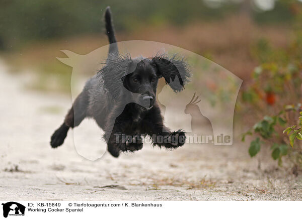 Working Cocker Spaniel / Working Cocker Spaniel / KB-15849