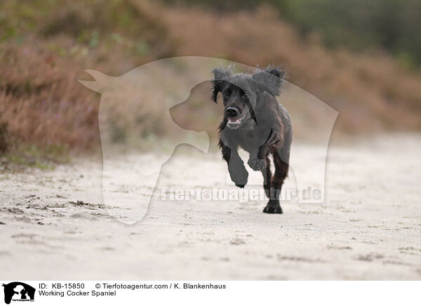 Working Cocker Spaniel / Working Cocker Spaniel / KB-15850
