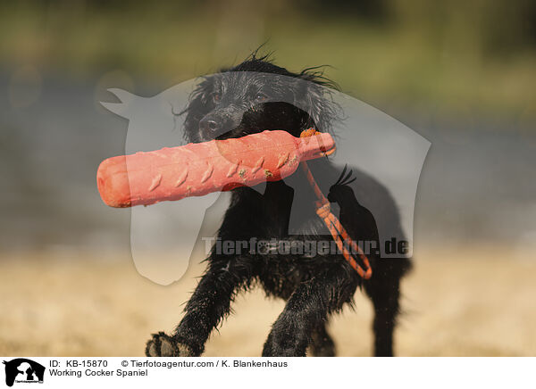 Working Cocker Spaniel / Working Cocker Spaniel / KB-15870
