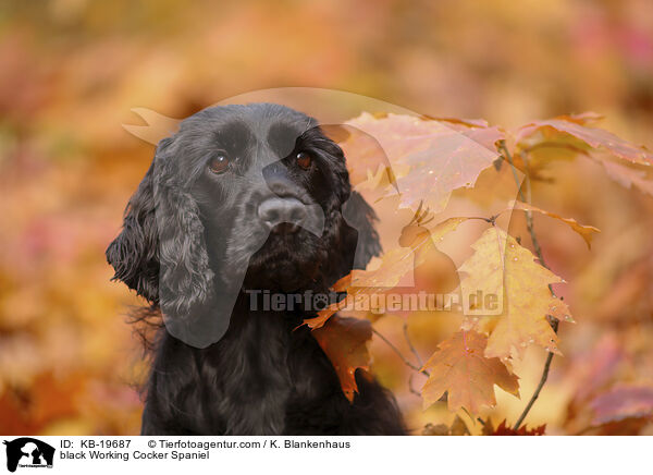 schwarzer Working Cocker Spaniel / black Working Cocker Spaniel / KB-19687