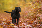 black Working Cocker Spaniel