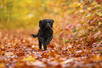 black Working Cocker Spaniel