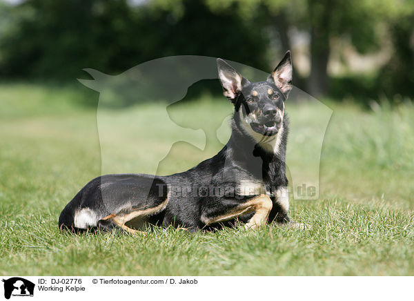 Working Kelpie / Working Kelpie / DJ-02776