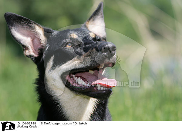 Working Kelpie / Working Kelpie / DJ-02788