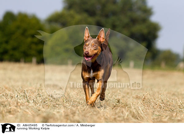 rennender Working Kelpie / running Working Kelpie / AM-05495